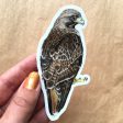 Red-tailed Hawk Vinyl Sticker Fashion