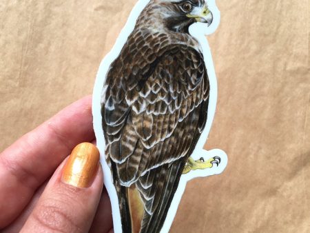 Red-tailed Hawk Vinyl Sticker Fashion