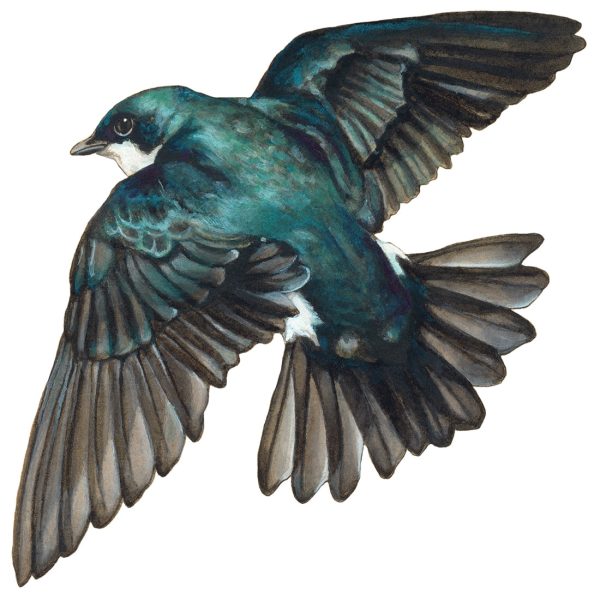 Tree Swallow Vinyl Sticker Online Hot Sale