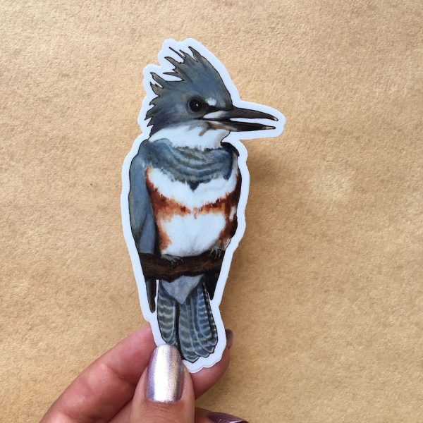 Belted Kingfisher Vinyl Sticker For Discount