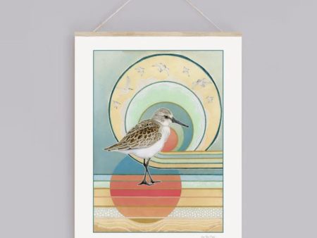 Western Sandpiper Print (8x10) Online Sale